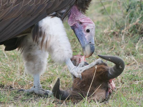<h3><a href="/trips/tanzania/biota/animalia/chordata/aves/017 accipitriformes/004 accipitridae/torgos tracheliotos/torgos tracheliotos-nl.html">Torgos&nbsp;tracheliotos</a> / Lappet‑faced&nbsp;vulture / Oorgier</h3>OM-1 Mark II met OLYMPUS M.150-400mm F4.5 TC, 1/2000 sec  bij F5.6, ISO 3200, afstand 16.9&nbsp;m